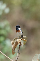 : Saxicola torquata; Common Stonechat