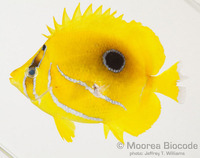 : Chaetodon bennetti