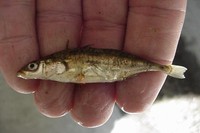 : Gasterosteus aculeatus aculeatus; Threespine Stickleback