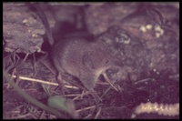 : Sorex obscurus; Dusky Shrew