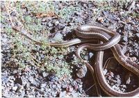 : Masticohpis teaniatus teaniatus; Desert Whipsnake