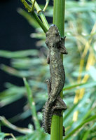 : Ptychozoon kuhli; Flying Gecko
