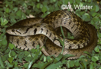 : Xenochrophis flavipunctatus; Yellow-spotted Keelback