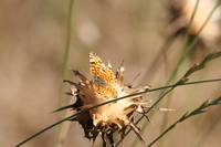 : Phyciodes mylitta; Mylitta Crescent