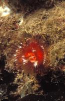 : Serpula vermicularis