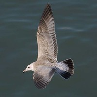 Kamchatka Gull, Kamchatka Gull