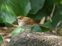 Swinhoe's    Robin