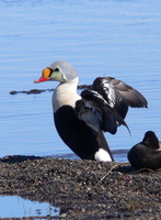 King Eider, Barrow. Photo by Rick Taylor. Copyright Borderland Tours. All rights reserved.