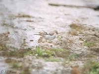 Arctic Redpoll