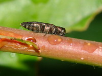 Agrilus cyanescens