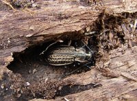 Carabus granulatus granulatus