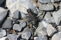 Cicindela hybrida - Northern Dune Tiger Beetle