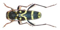 Clytus rhamni rhamni