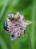 Judolia cerambyciformis var. octomaculata