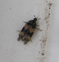 Attagenus simonis