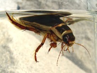 Dytiscus marginalis - Great Diving Beetle