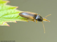 Adrastus rachifer