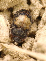 Omosita discoidea