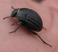 Erodius gibbus