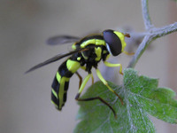 Xanthogramma pedissequum