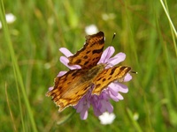 Polygonia c-album - Comma