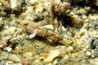 Lebetus guilleti, Guillet's goby: