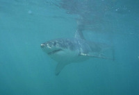 Carcharodon carcharias, Great white shark: fisheries, gamefish