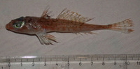 Synchiropus phaeton, :