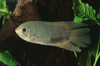 Belontia hasselti, Malay combtail: fisheries, aquarium