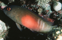 Labracinus cyclophthalmus, Fire-tail devil: aquarium