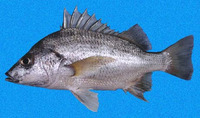 Pomadasys macracanthus, Longspine grunt: fisheries