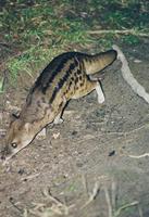 Image of: Fossa fossana (Malagasy civet)