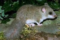 Image of: Glis glis (fat dormouse)