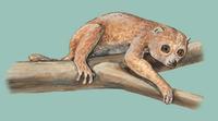 Image of: Pseudopotto martini (false potto)
