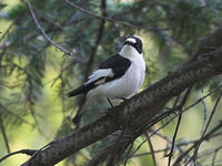 Ficedula albicollis - Collared Flycatcher