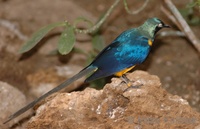 Lamprotornis regius - Golden-breasted Starling