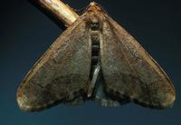 Image of: Erannis tiliaria (linden looper)