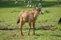 Oryx gazella gazella - South African Oryx