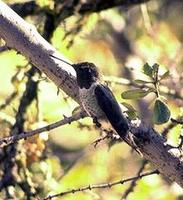 Image of: Archilochus alexandri (black-chinned hummingbird)