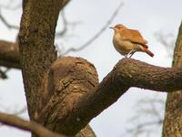 Image of: Furnarius rufus (rufous hornero)