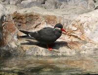 Image of: Larosterna inca (Inca tern)