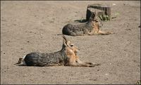 Dolichotis patagonum - Patagonian Mara