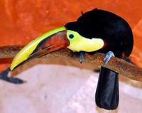 Image of: Ramphastos ambiguus (black-mandibled toucan)