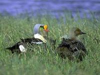 Image of: Somateria spectabilis (king eider)