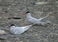 Arctic Tern - Sterna paradisaea