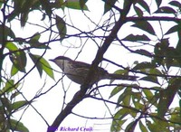 Grey-crowned Crocias - Crocias langbianis