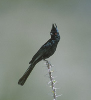 Phainopepla (Phainopepla nitens) photo