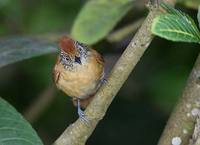 Barred Antshrike (Thamnophilus doliatus) photo