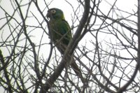 Golden-collared Macaw - Primolius auricollis