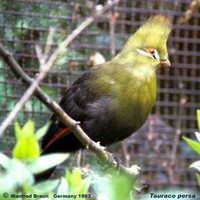 Guinea Turaco - Tauraco persa